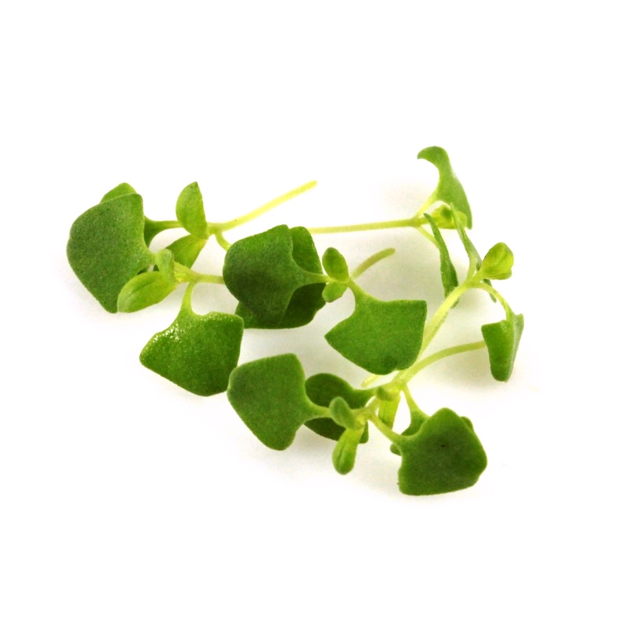 Bazalka Citrónová Lemon Basil semená na mikrozeleninu 100 g